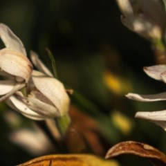 Caladenia alpina at Snowy Plain, NSW - 28 Nov 2020
