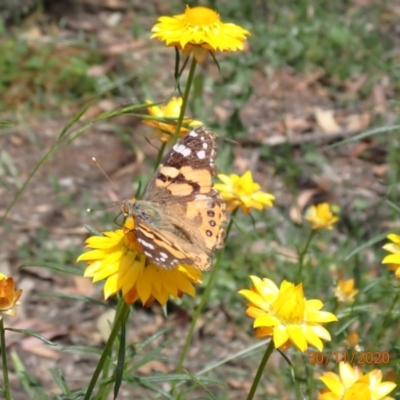 Vanessa kershawi (Australian Painted Lady) at Campbell, ACT - 29 Nov 2020 by Ghostbat