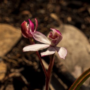 Caladenia alpina at Snowy Plain, NSW - 28 Nov 2020