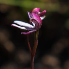 Caladenia alpina at Snowy Plain, NSW - 28 Nov 2020