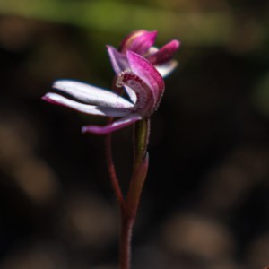 Caladenia alpina at Snowy Plain, NSW - 28 Nov 2020