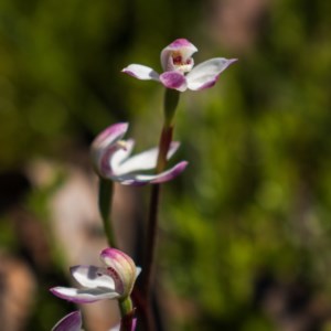 Caladenia alpina at Snowy Plain, NSW - 28 Nov 2020