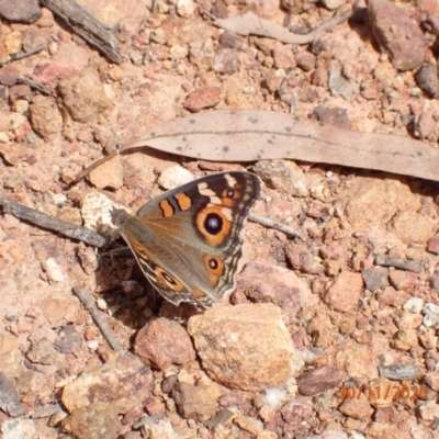 Junonia villida (Meadow Argus) at Campbell, ACT - 29 Nov 2020 by Ghostbat