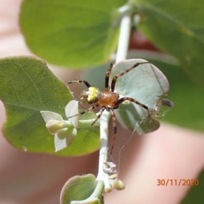 Araneus sp. (genus) (Orb weaver) at Campbell, ACT - 30 Nov 2020 by FeralGhostbat