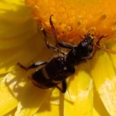 Eleale pulchra (Clerid beetle) at Campbell, ACT - 29 Nov 2020 by Ghostbat