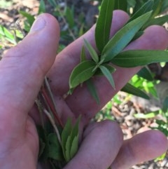 Olea europaea subsp. cuspidata at Hughes, ACT - 30 Nov 2020