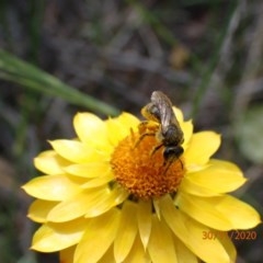 Lasioglossum (Chilalictus) sp. (genus & subgenus) (Halictid bee) at Mount Ainslie - 29 Nov 2020 by FeralGhostbat