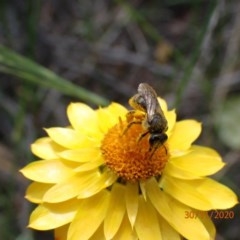 Lasioglossum (Chilalictus) sp. (genus & subgenus) (Halictid bee) at Campbell, ACT - 29 Nov 2020 by Ghostbat