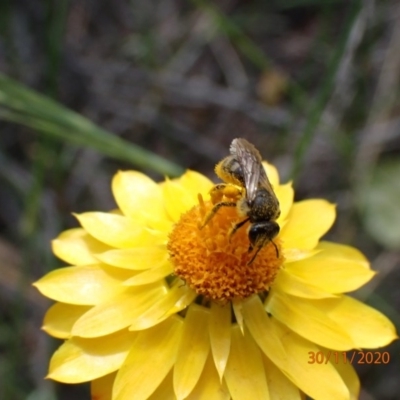 Lasioglossum (Chilalictus) sp. (genus & subgenus) (Halictid bee) at Campbell, ACT - 30 Nov 2020 by FeralGhostbat