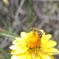 Lasioglossum (Chilalictus) sp. (genus & subgenus) at Campbell, ACT - 30 Nov 2020