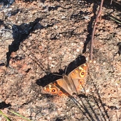 Junonia villida (Meadow Argus) at Hughes, ACT - 29 Nov 2020 by Tapirlord