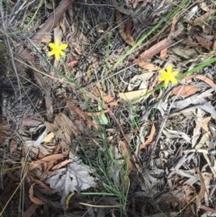 Tricoryne elatior (Yellow Rush Lily) at O'Connor, ACT - 29 Nov 2020 by jgiacon