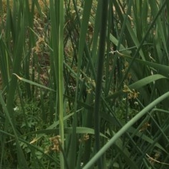 Schoenoplectus validus (River Club-rush) at Flea Bog Flat to Emu Creek Corridor - 29 Nov 2020 by JohnGiacon