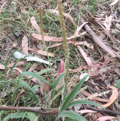 Plantago varia (Native Plaintain) at Belconnen, ACT - 29 Nov 2020 by JohnGiacon