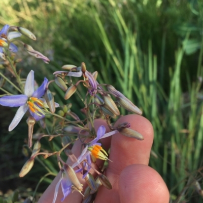 Dianella sp. aff. longifolia (Benambra) (Pale Flax Lily, Blue Flax Lily) at Hughes, ACT - 29 Nov 2020 by Tapirlord