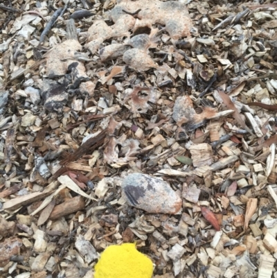 Fuligo septica (Scrambled egg slime) at Flea Bog Flat to Emu Creek Corridor - 29 Nov 2020 by JohnGiacon