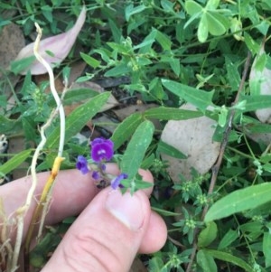 Glycine tabacina at Hughes, ACT - 30 Nov 2020