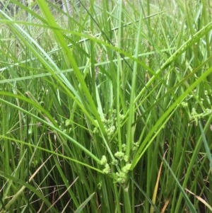 Cyperus eragrostis at Belconnen, ACT - 28 Nov 2020