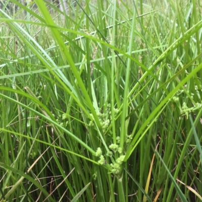 Cyperus eragrostis (Umbrella Sedge) at Flea Bog Flat to Emu Creek Corridor - 27 Nov 2020 by JohnGiacon