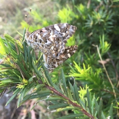 Vanessa kershawi (Australian Painted Lady) at Hughes, ACT - 29 Nov 2020 by Tapirlord