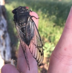 Psaltoda moerens (Redeye cicada) at Hughes, ACT - 29 Nov 2020 by Tapirlord