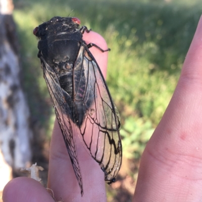 Psaltoda moerens (Redeye cicada) at Hughes, ACT - 30 Nov 2020 by Tapirlord