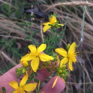 Hypericum perforatum at Garran, ACT - 30 Nov 2020