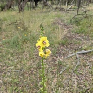 Verbascum virgatum at Downer, ACT - 29 Nov 2020 01:52 PM