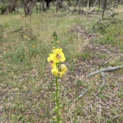 Verbascum virgatum (Green Mullein) at Downer, ACT - 29 Nov 2020 by abread111