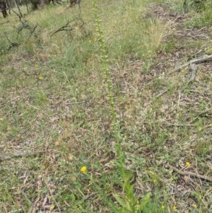 Verbascum virgatum at Downer, ACT - 29 Nov 2020