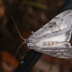 Capusa senilis at Melba, ACT - 13 Nov 2020 12:54 PM