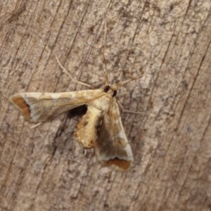 Sceliodes cordalis at Melba, ACT - 13 Nov 2020