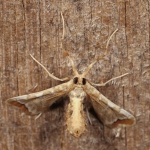 Sceliodes cordalis at Melba, ACT - 13 Nov 2020