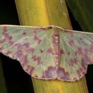 Prasinocyma rhodocosma at Melba, ACT - 13 Nov 2020