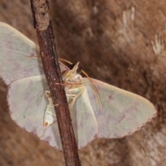 Prasinocyma rhodocosma at Melba, ACT - 13 Nov 2020