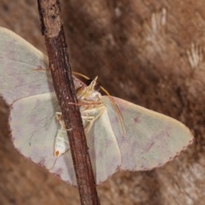 Prasinocyma rhodocosma at Melba, ACT - 13 Nov 2020