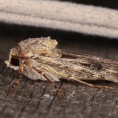 Agrotis munda (Brown Cutworm) at Melba, ACT - 13 Nov 2020 by kasiaaus