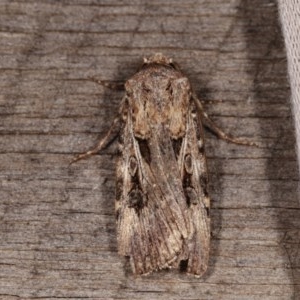 Agrotis munda at Melba, ACT - 13 Nov 2020 01:52 PM