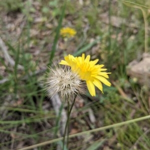 Microseris walteri at Downer, ACT - 30 Nov 2020