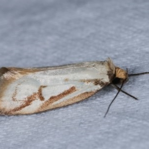 Philobota cretacea at Melba, ACT - 13 Nov 2020 01:57 PM