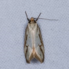 Philobota cretacea at Melba, ACT - 13 Nov 2020