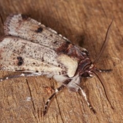 Agrotis porphyricollis (Variable Cutworm) at Melba, ACT - 13 Nov 2020 by kasiaaus