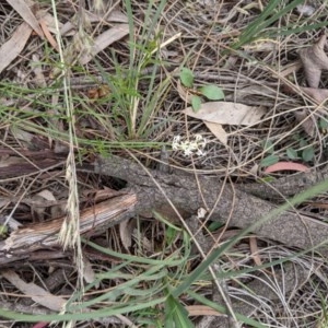 Stackhousia monogyna at Downer, ACT - 30 Nov 2020 12:24 AM