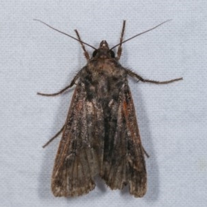 Agrotis infusa at Melba, ACT - 13 Nov 2020