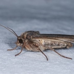 Agrotis infusa at Melba, ACT - 13 Nov 2020