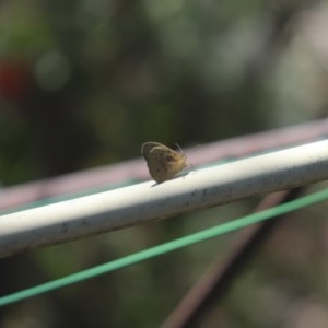 Heteronympha merope at Cook, ACT - 26 Nov 2020