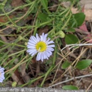 Brachyscome rigidula at Majura, ACT - 29 Nov 2020 01:10 PM