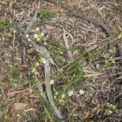 Brachyscome rigidula at Majura, ACT - 29 Nov 2020