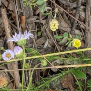 Brachyscome rigidula at Majura, ACT - 29 Nov 2020