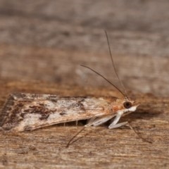 Achyra affinitalis (Cotton Web Spinner) at Melba, ACT - 13 Nov 2020 by kasiaaus